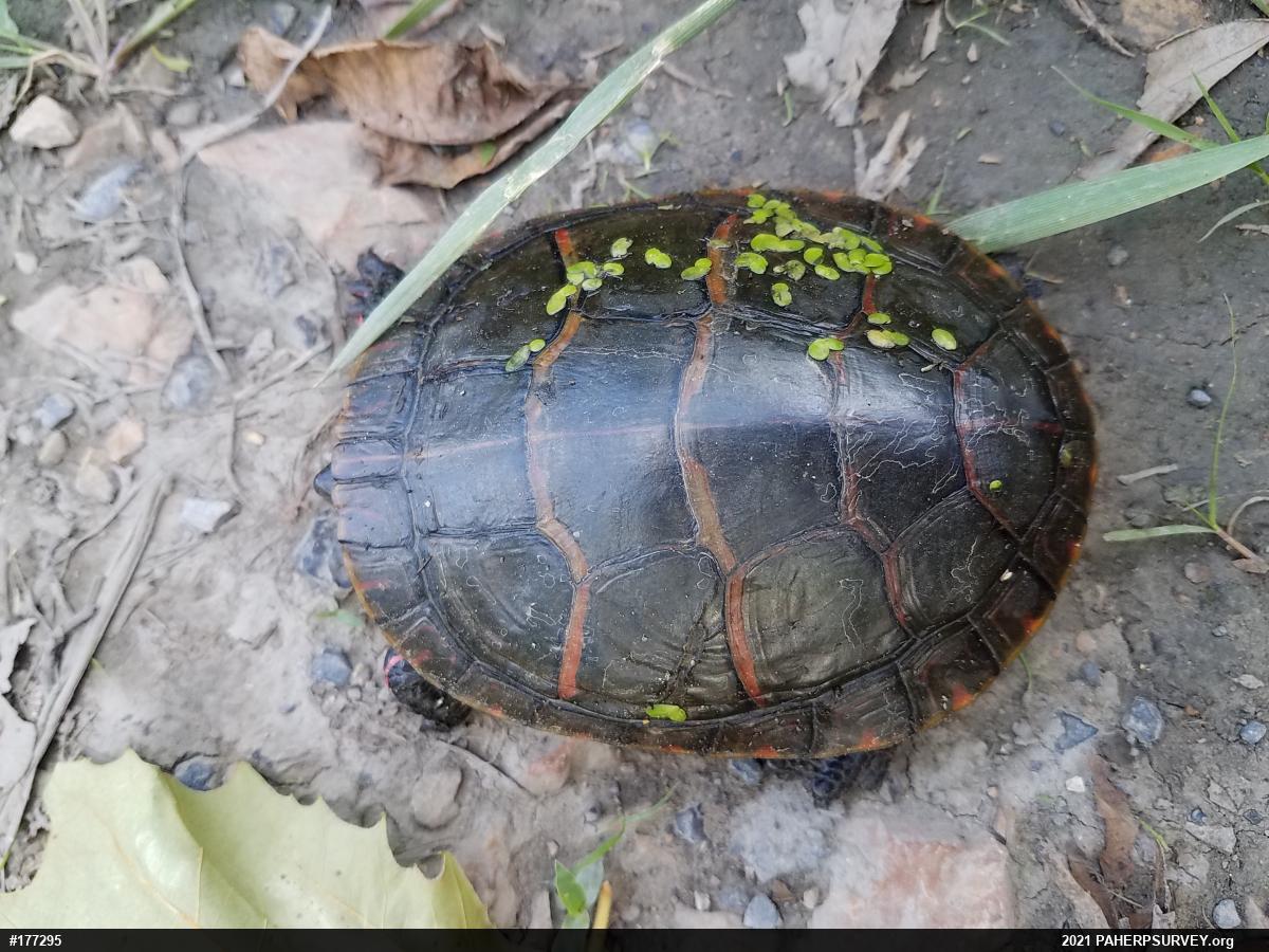 Eastern Painted Turtle