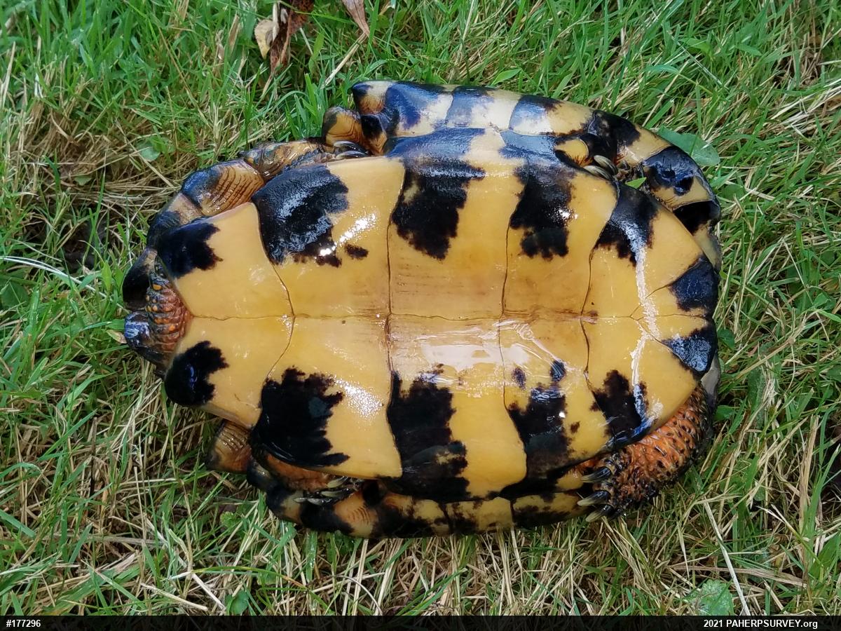 Wood Turtle