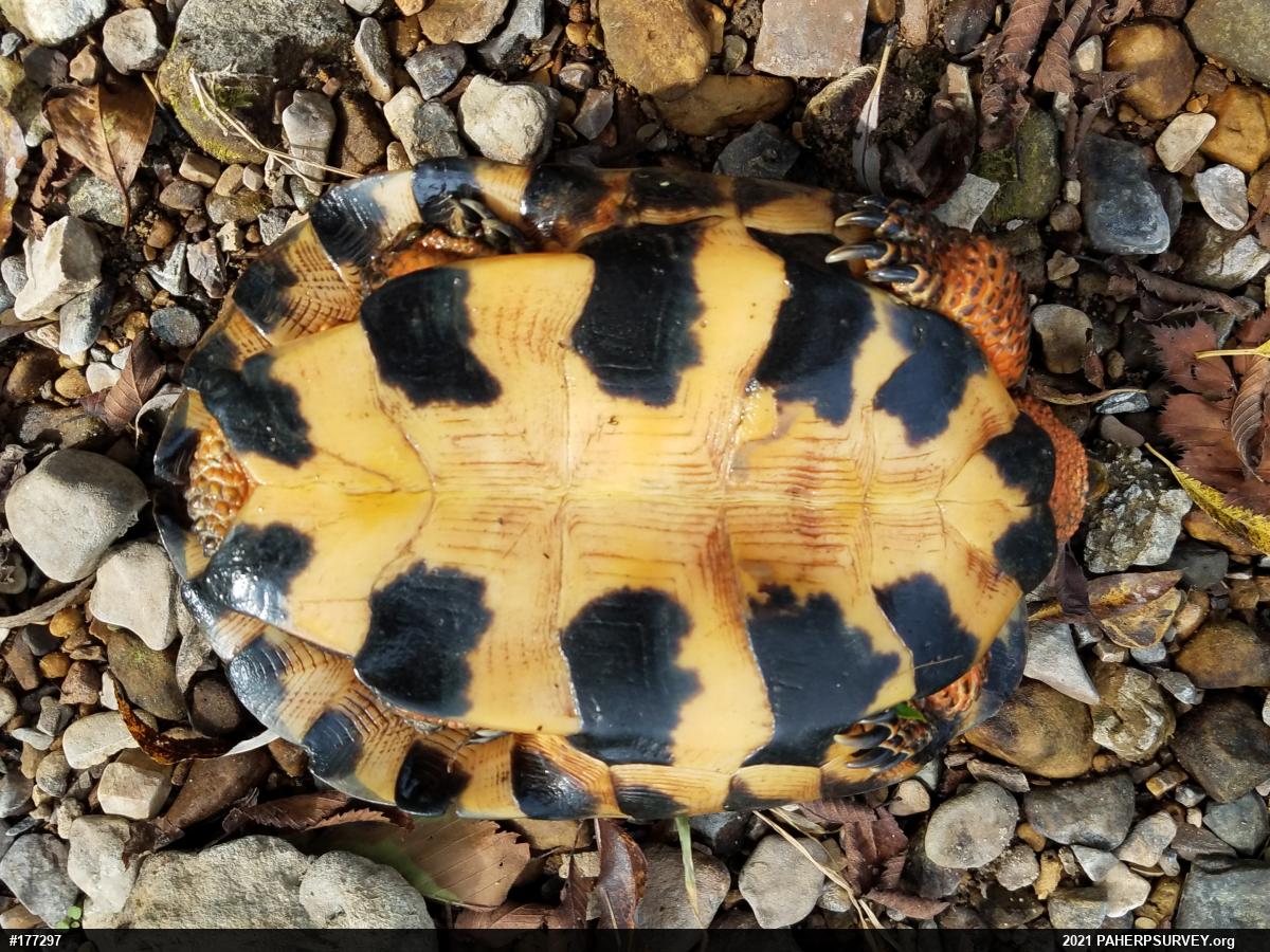 Wood Turtle