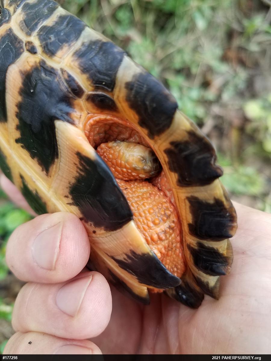 Wood Turtle