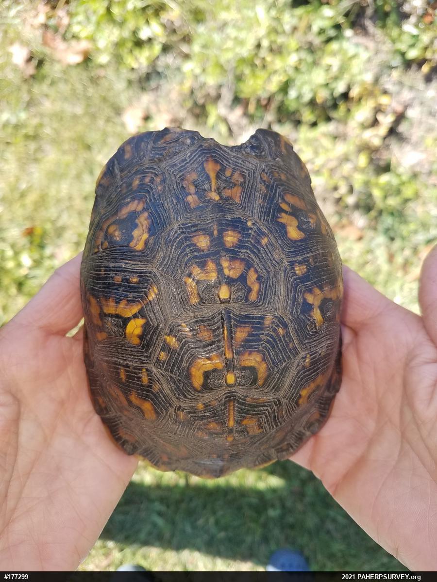 Eastern Box Turtle