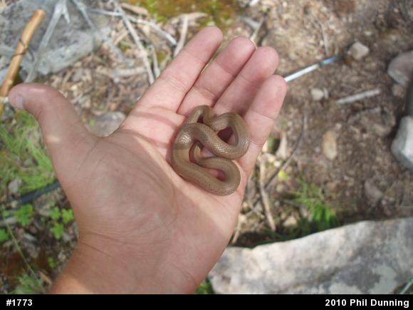 Mountain Earthsnake