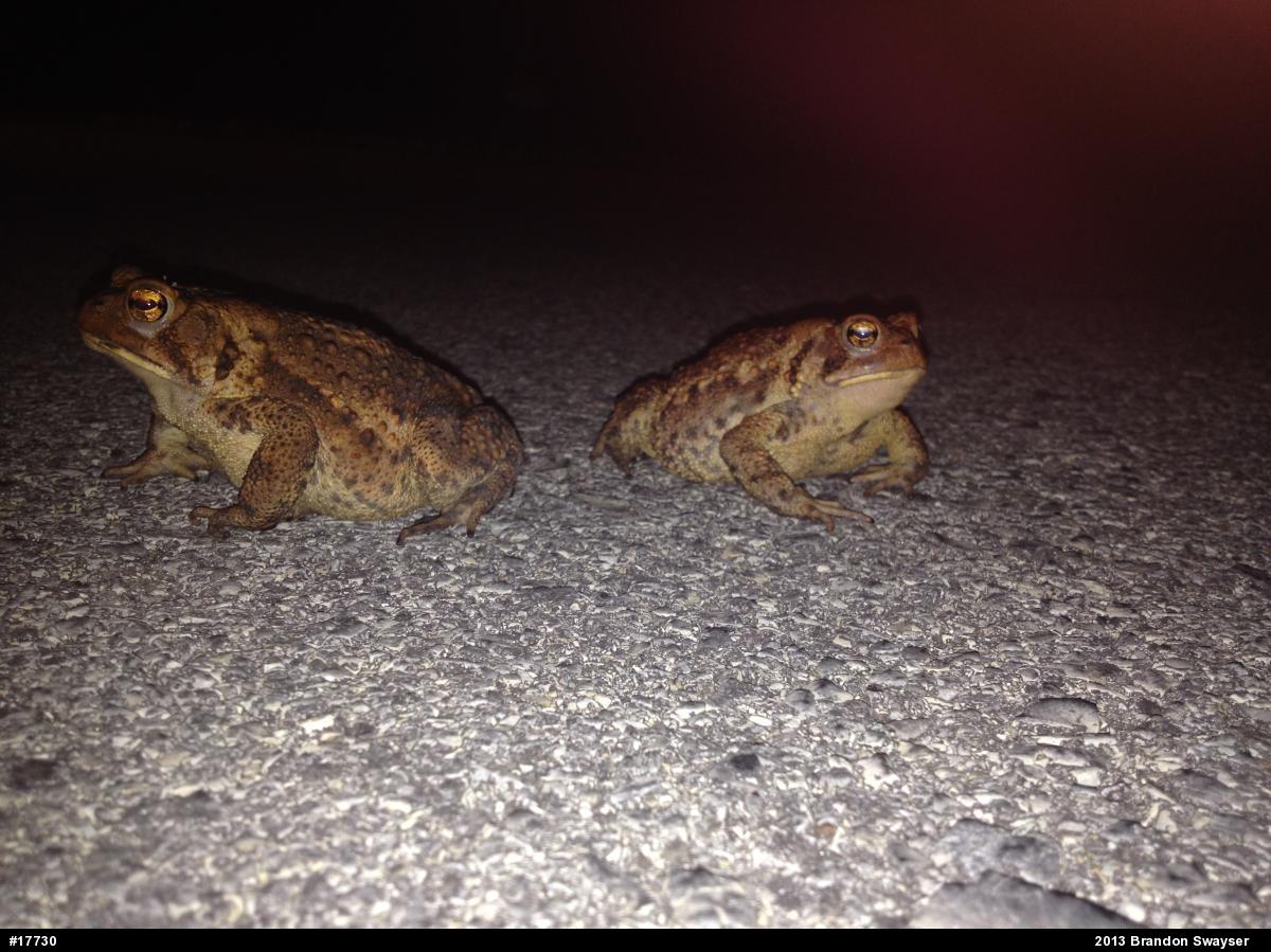 Eastern American Toad