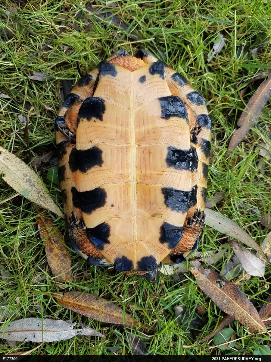 Wood Turtle