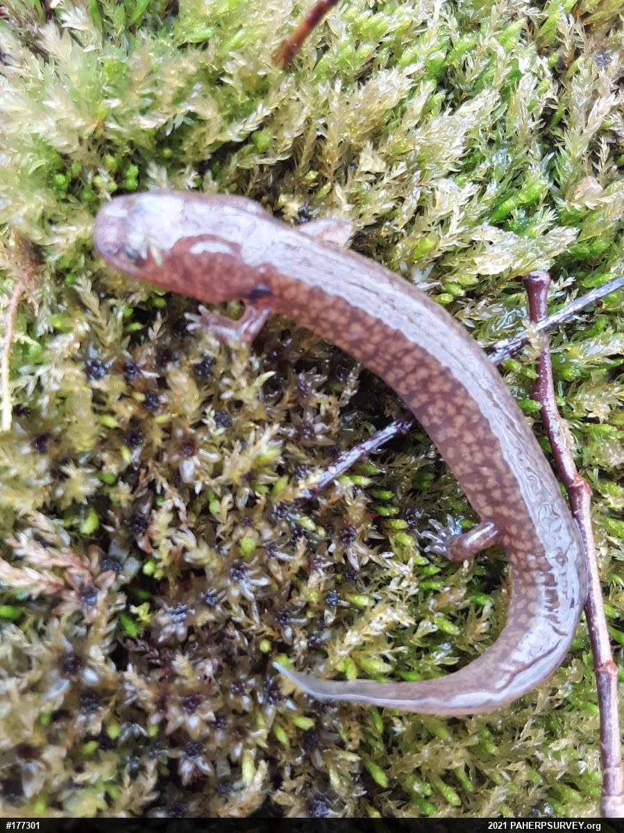 Northern Spring Salamander
