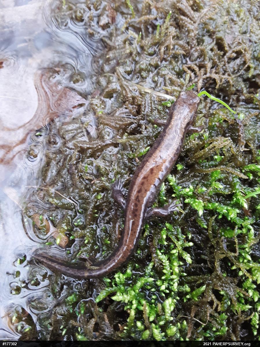 Allegheny Mountain Dusky Salamander