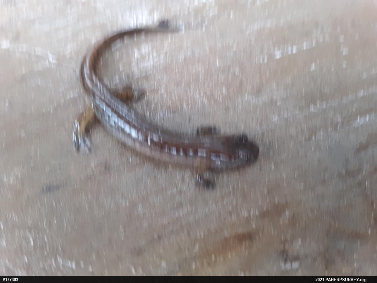 Dusky Salamanders