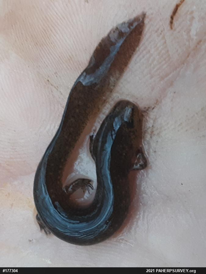 Northern Red Salamander