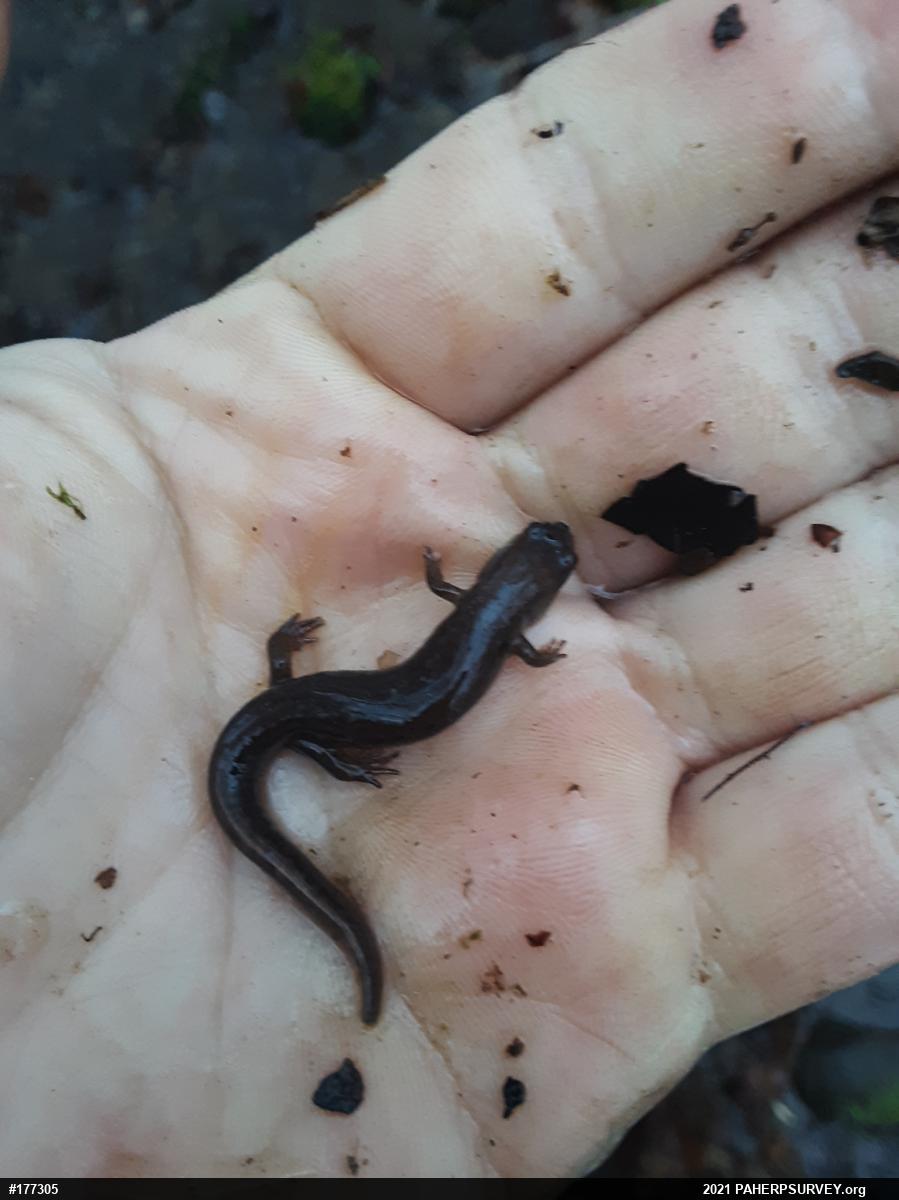 Northern Dusky Salamander