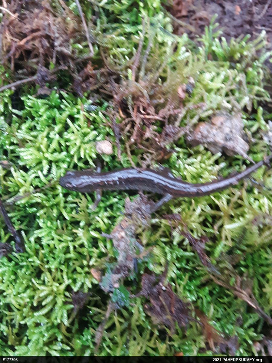 Dusky Salamanders