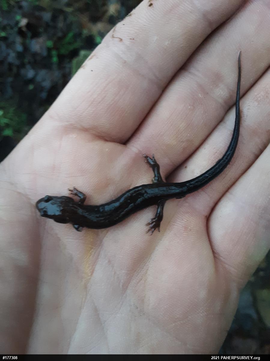 Allegheny Mountain Dusky Salamander