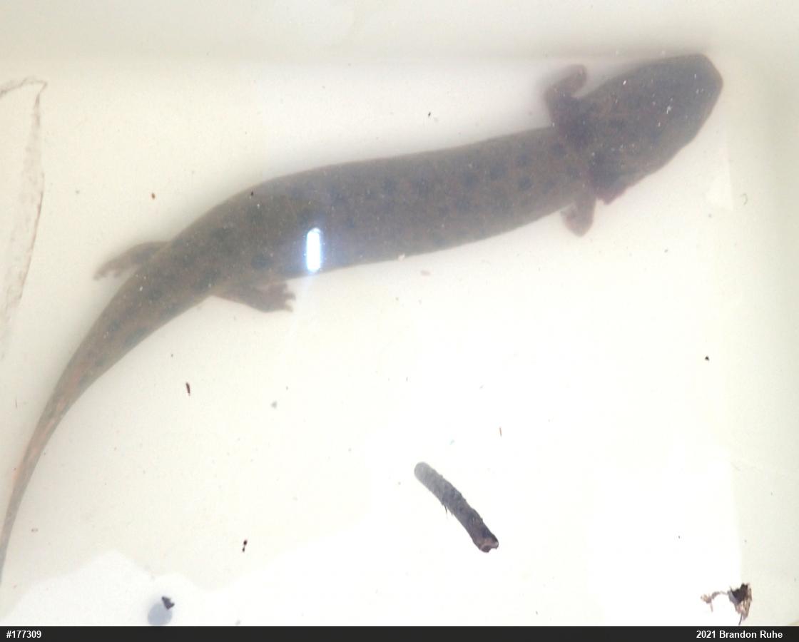 Common Mudpuppy