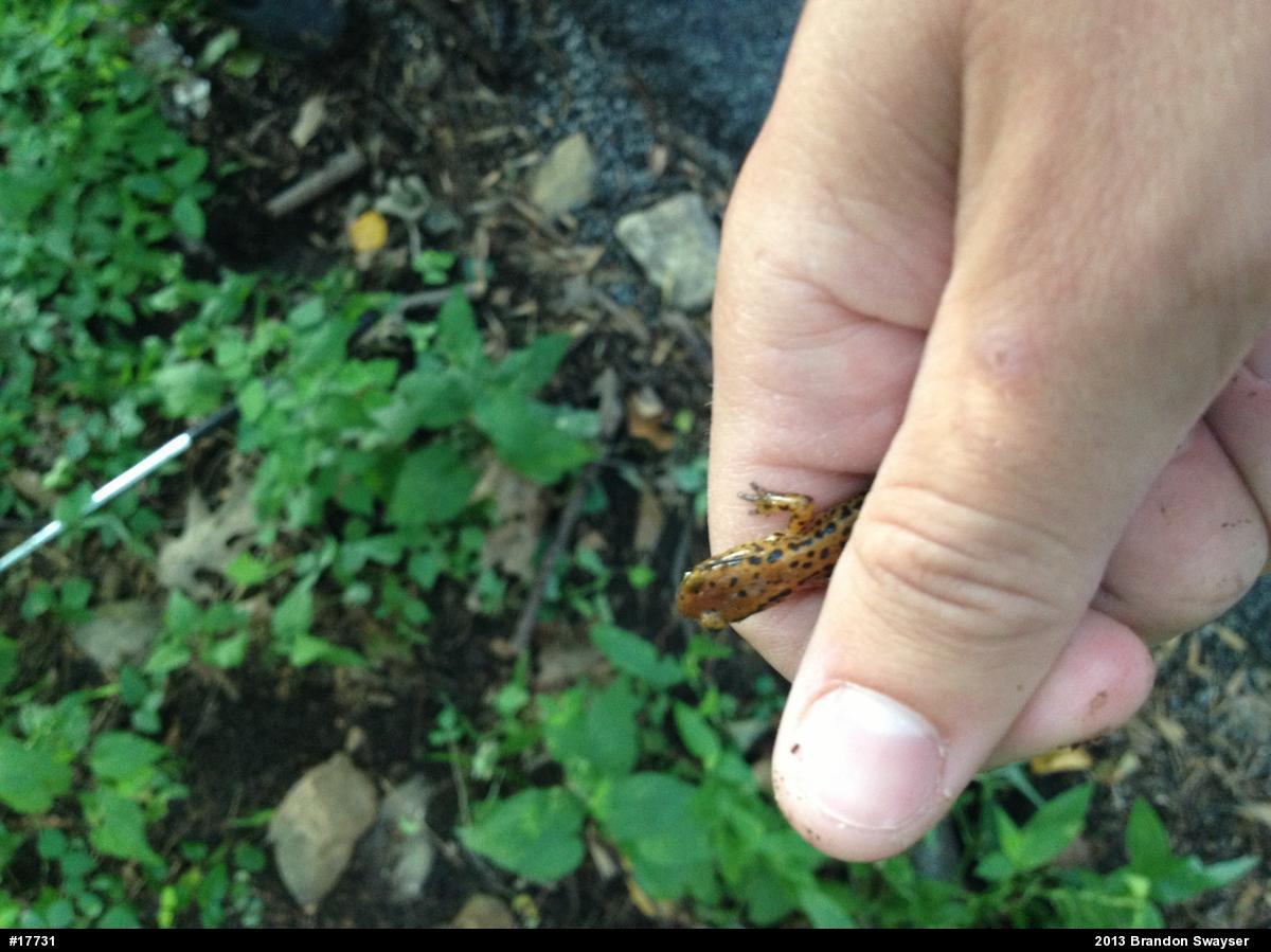 Eastern Long-tailed Salamander