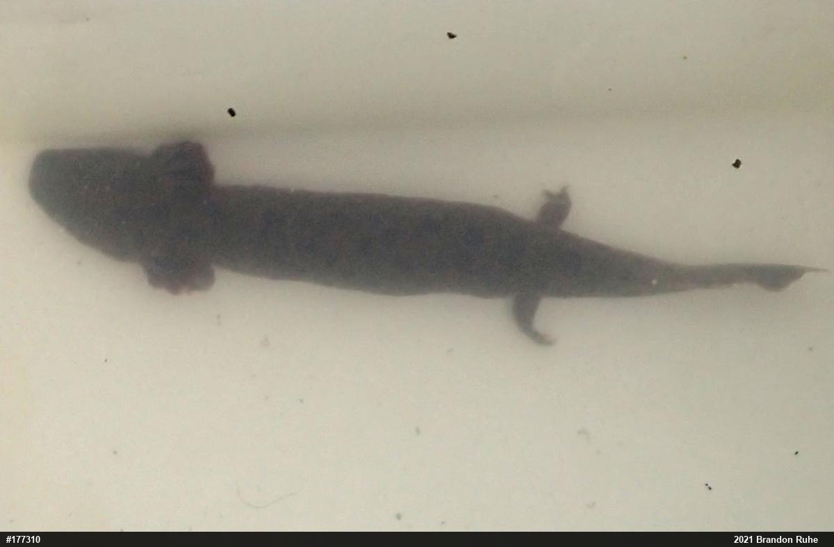 Common Mudpuppy