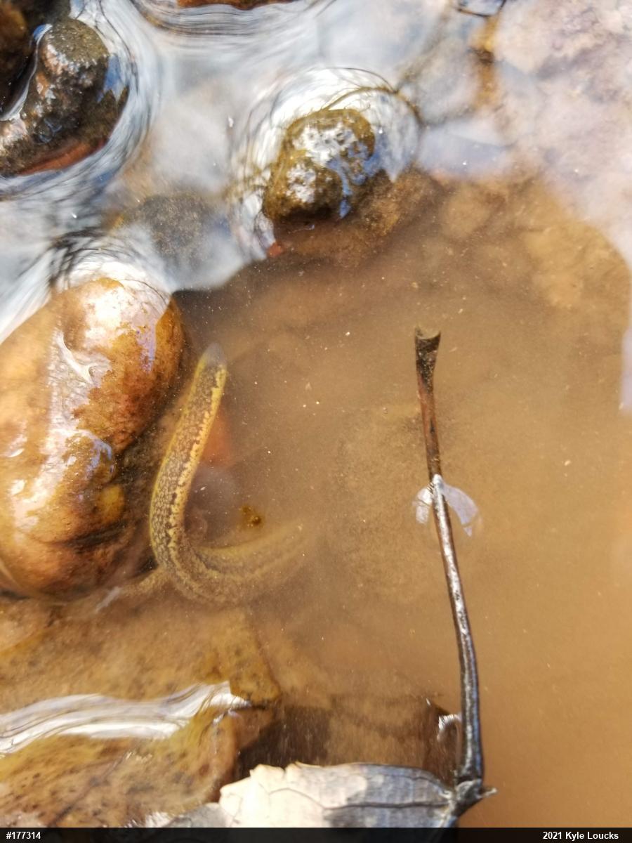 Northern Two-lined Salamander