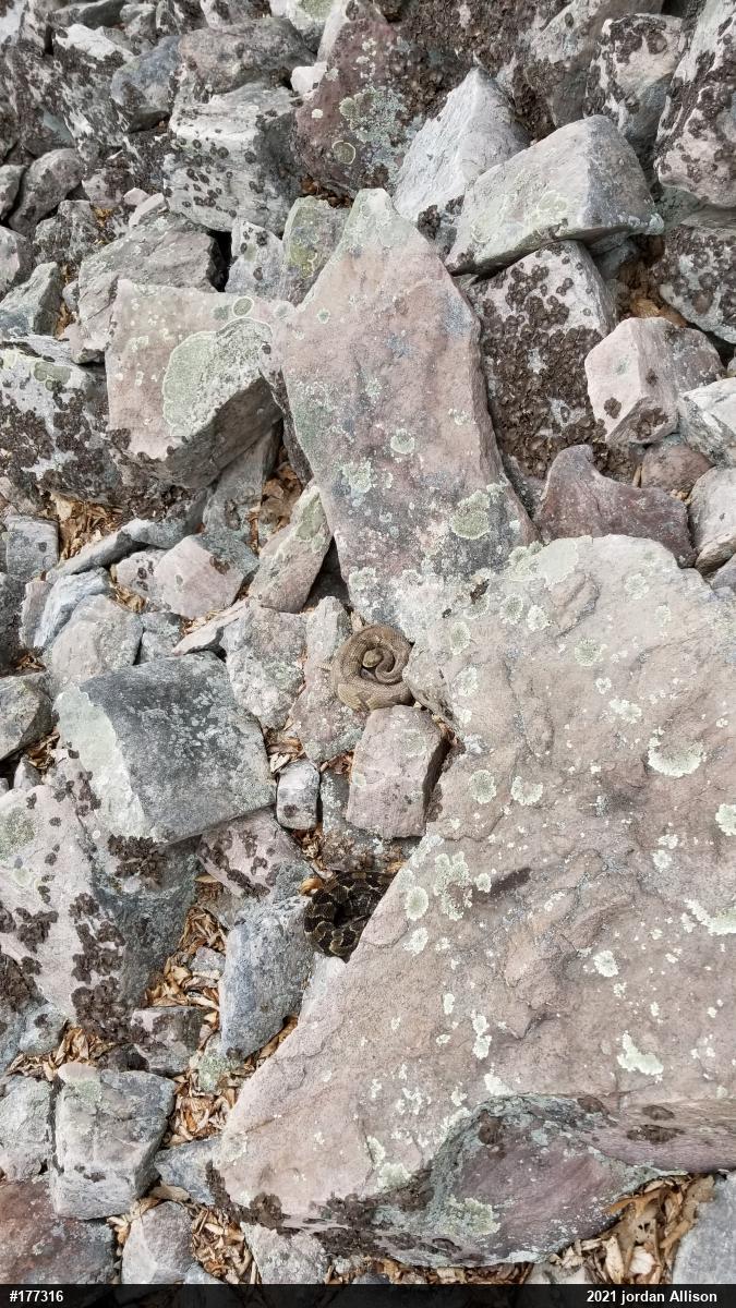Timber Rattlesnake