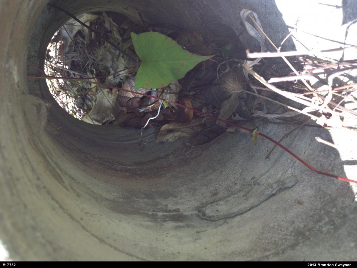 Northern Copperhead