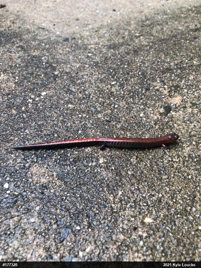 Eastern Red-backed  Salamander