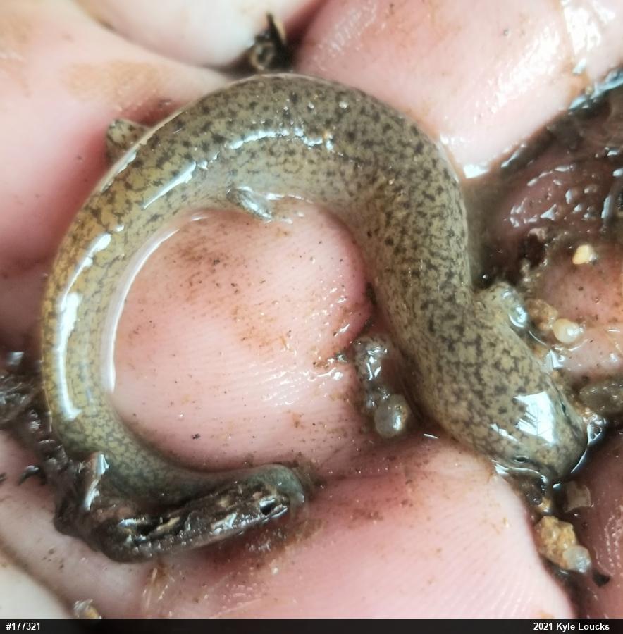 Northern Red Salamander