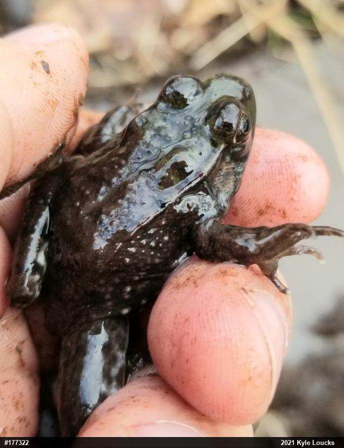 Green Frog