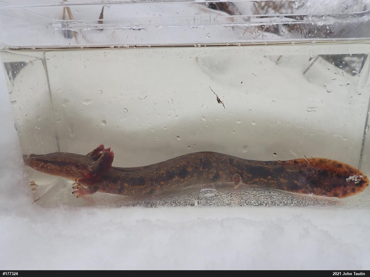 Common Mudpuppy