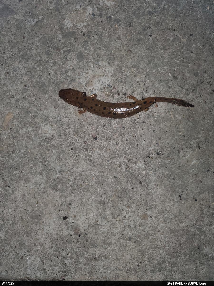 Common Mudpuppy