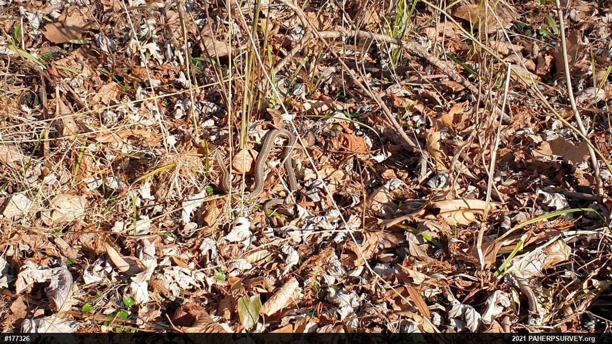 Eastern Gartersnake