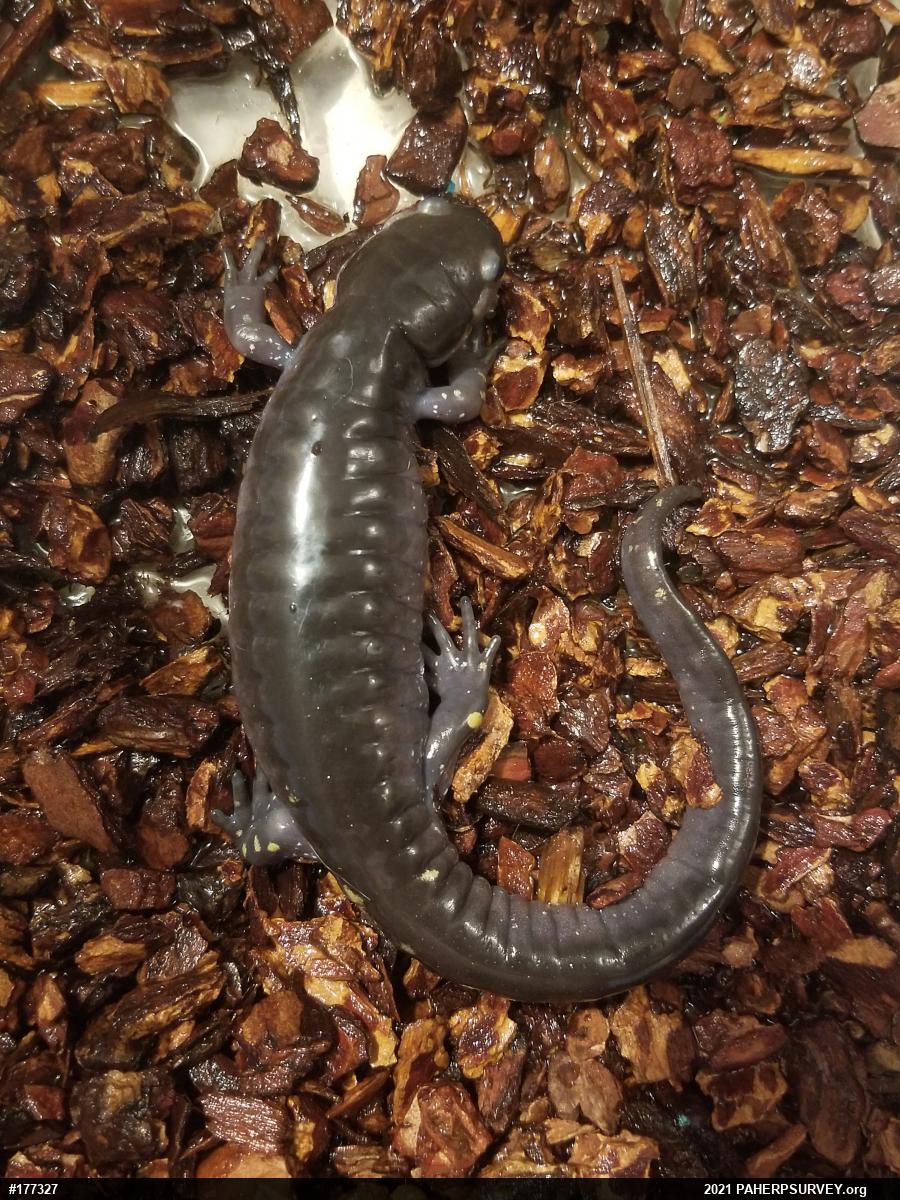 Spotted Salamander