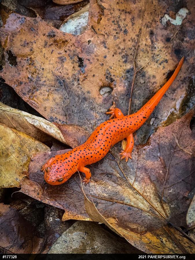 Northern Red Salamander