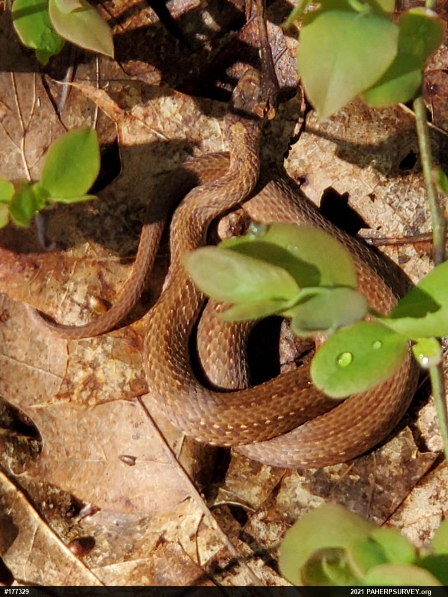 Red-bellied Snake
