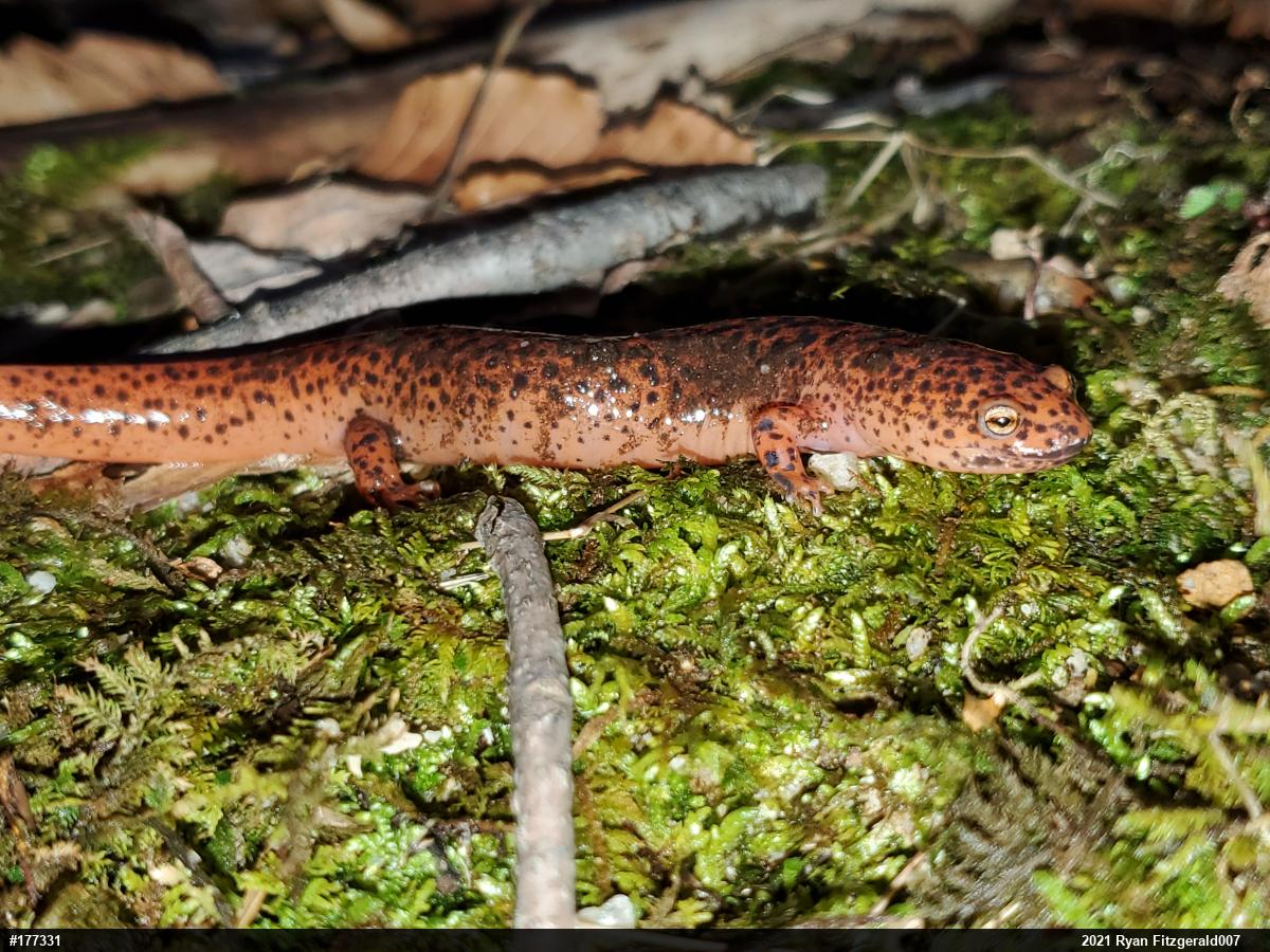 Northern Red Salamander