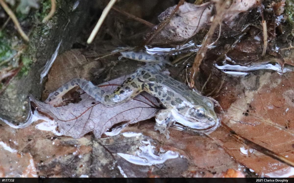 Pickerel Frog