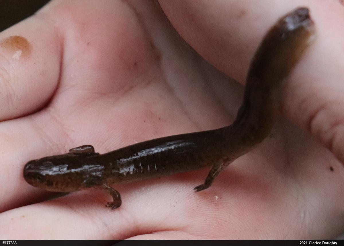 Northern Red Salamander