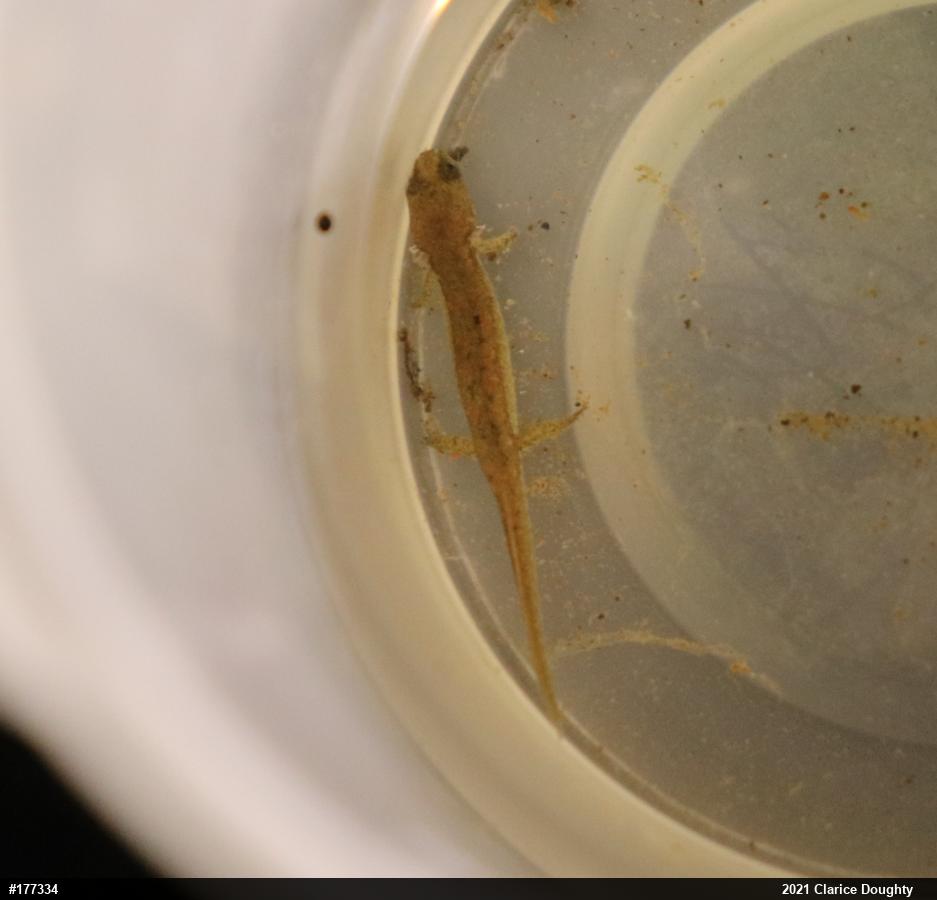 Northern Dusky Salamander