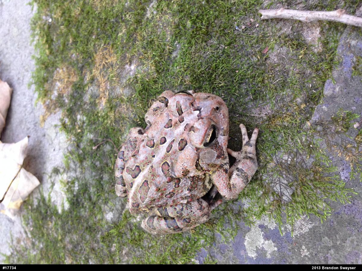 Fowler's Toad
