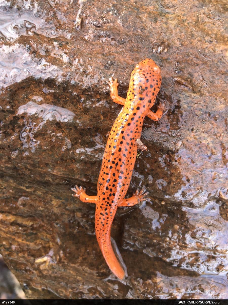 Northern Red Salamander