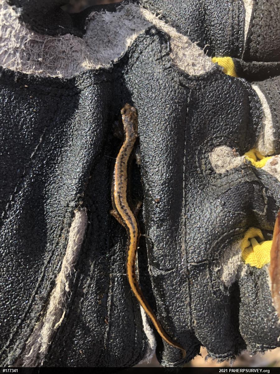 Northern Two-lined Salamander