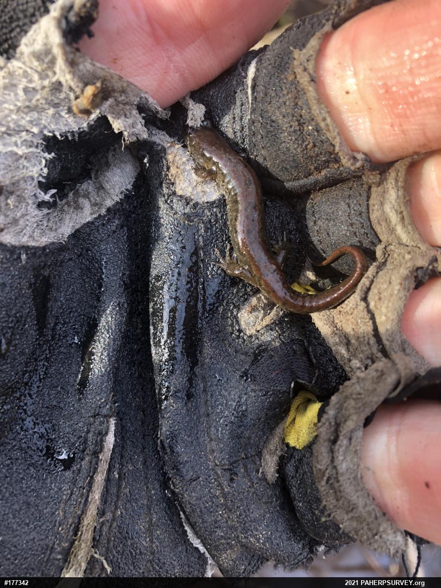 Northern Dusky Salamander