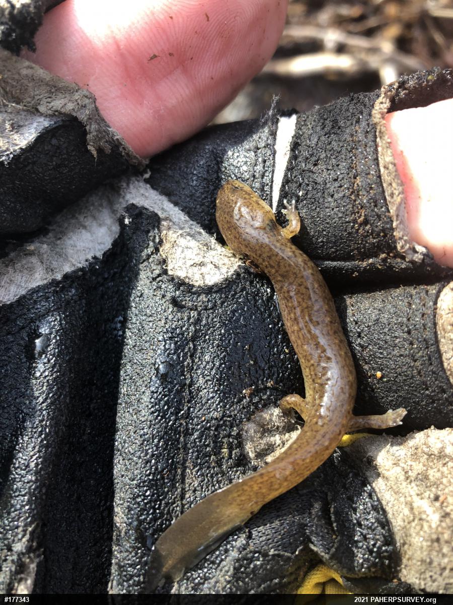 Northern Red Salamander