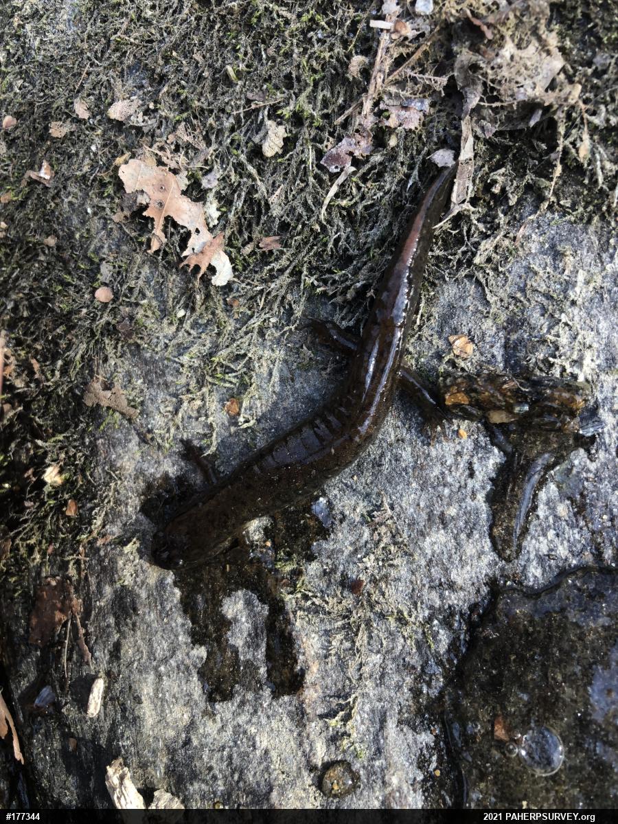 Northern Dusky Salamander