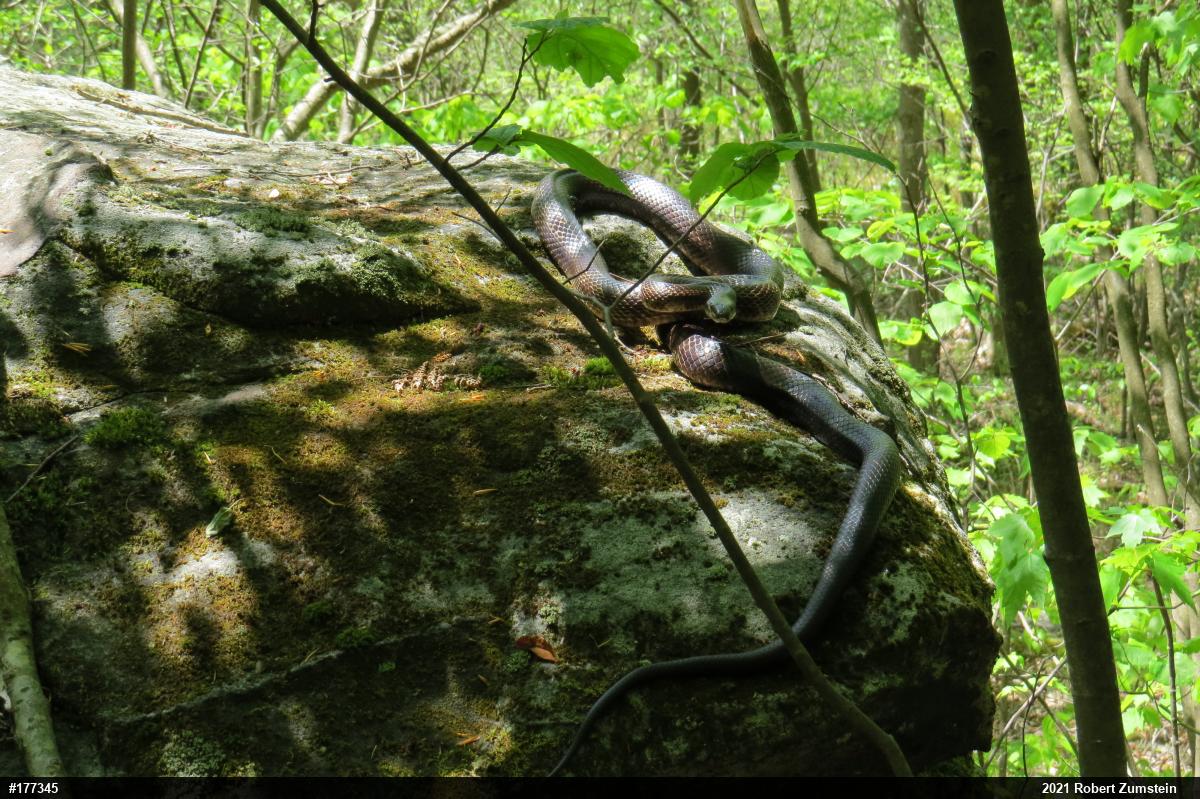 Eastern Ratsnake
