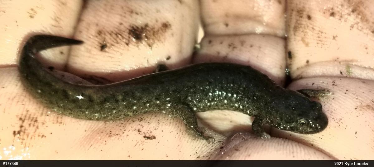 Northern Dusky Salamander
