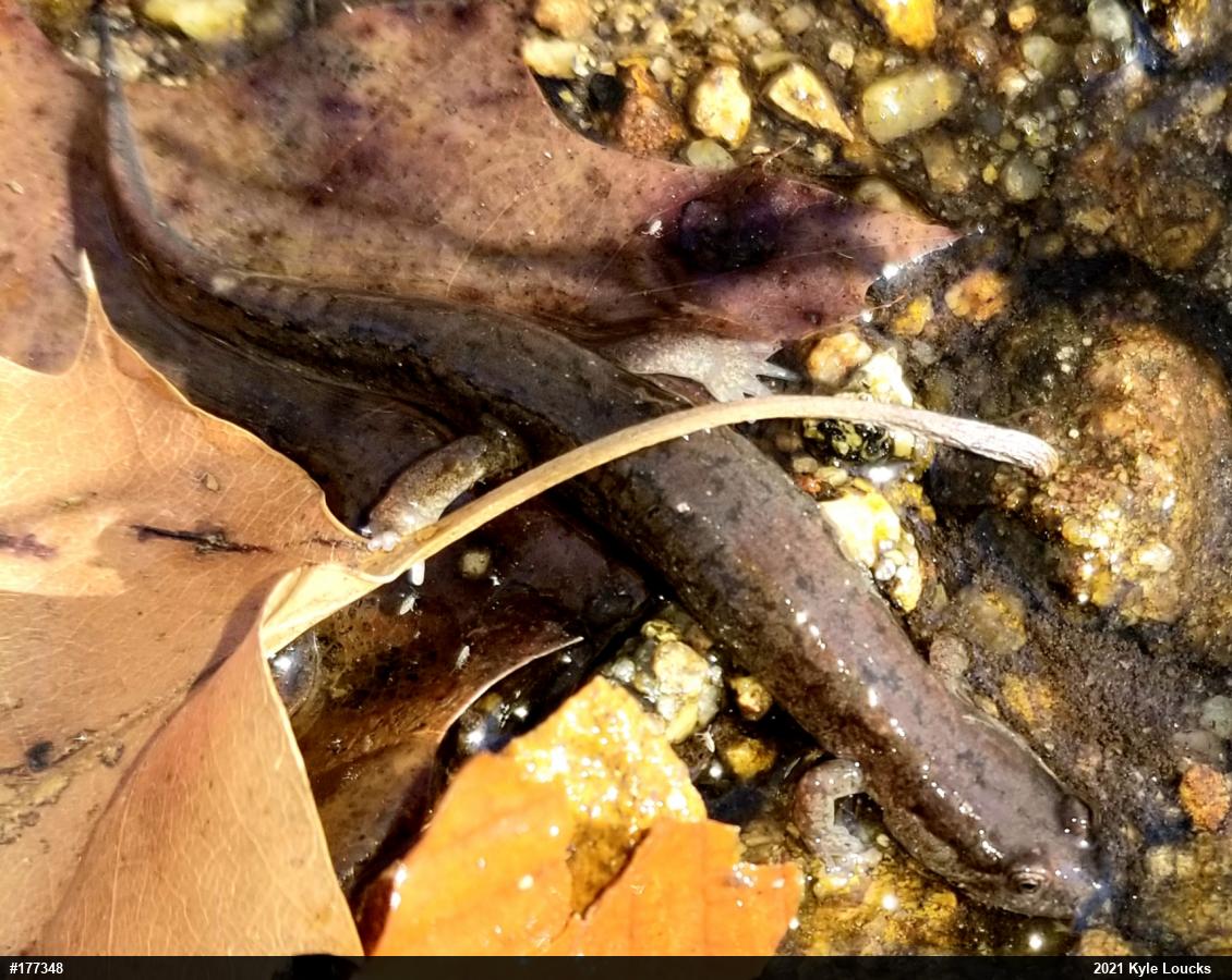 Northern Dusky Salamander