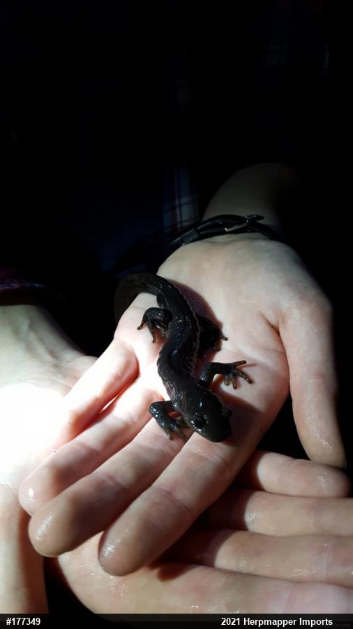 Jefferson Salamander