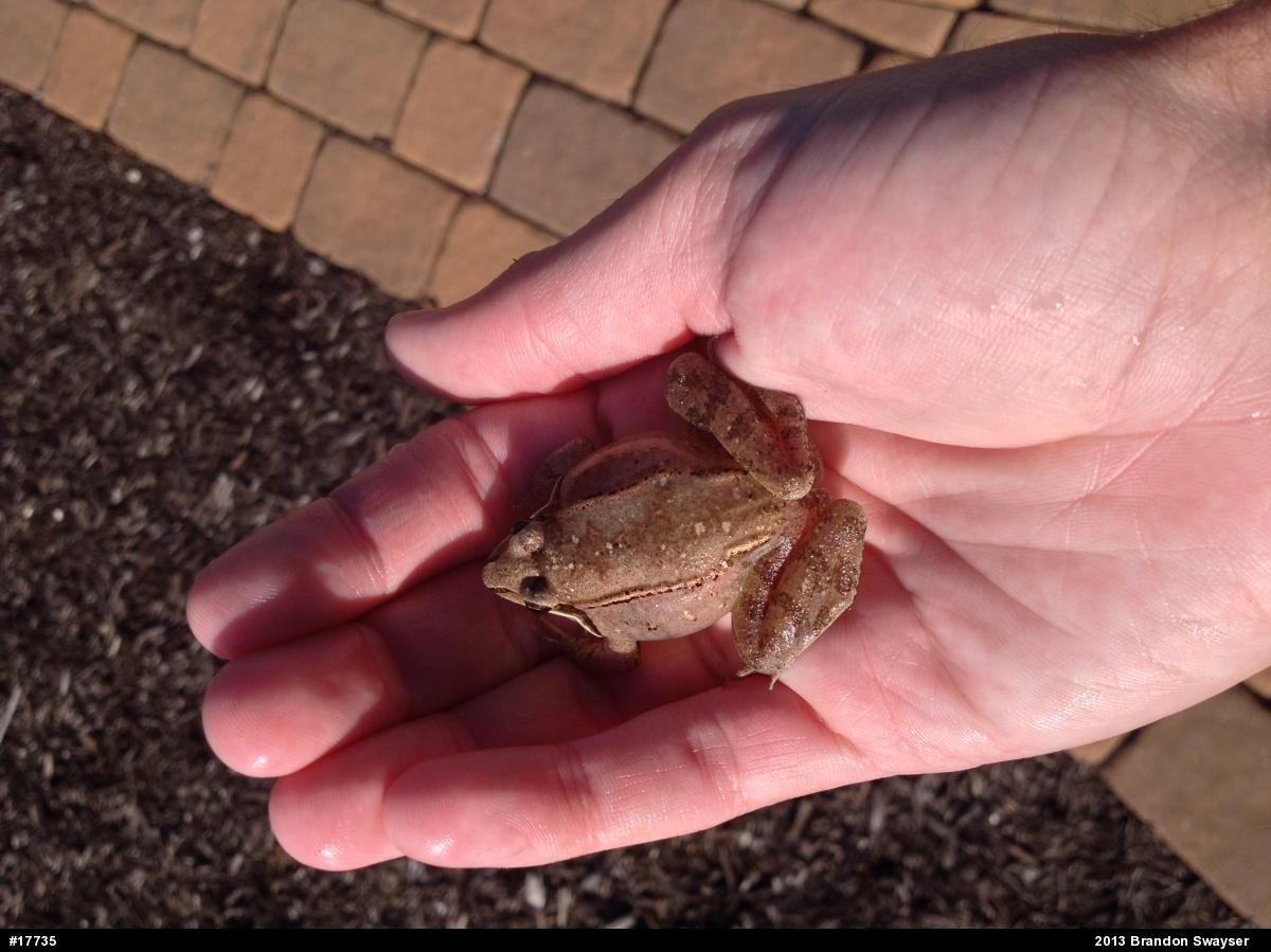Wood Frog