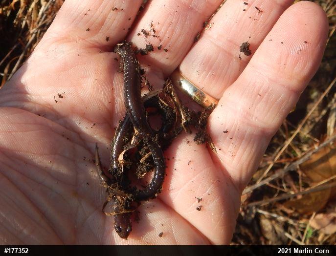 Eastern Red-backed  Salamander