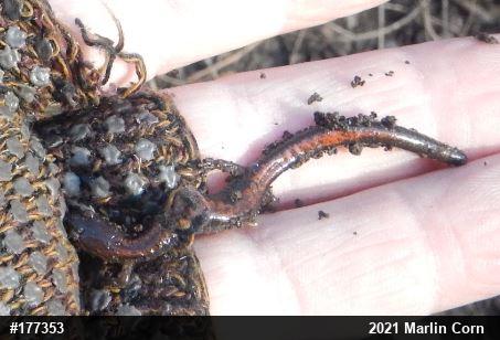 Eastern Red-backed  Salamander