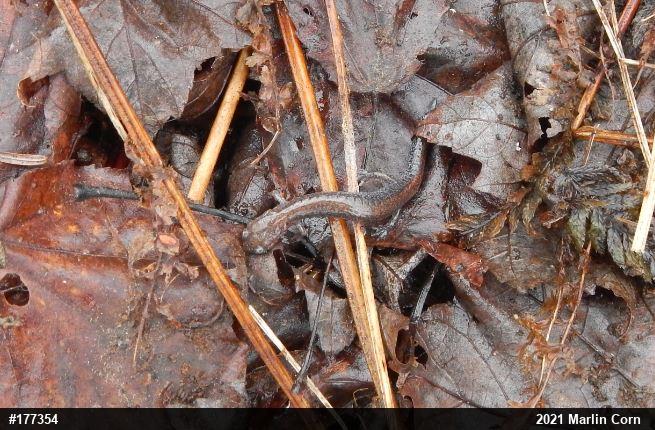 Eastern Red-backed  Salamander