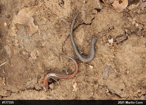 Eastern Red-backed  Salamander