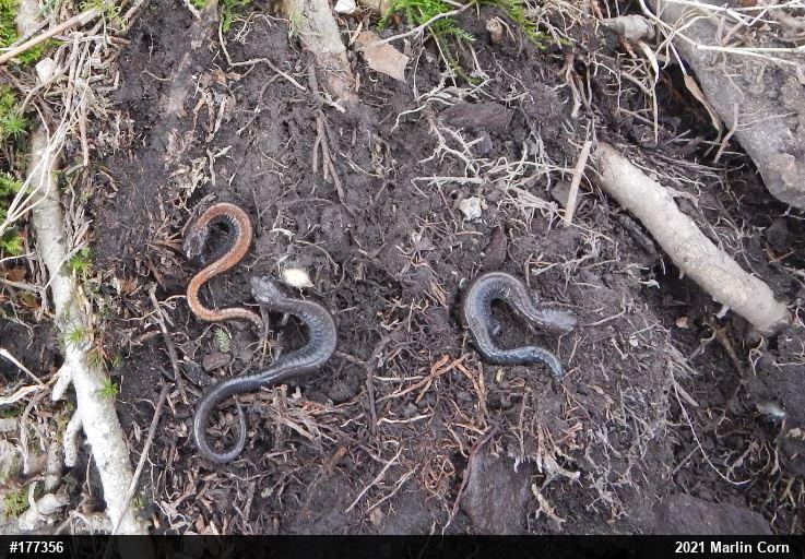 Eastern Red-backed  Salamander